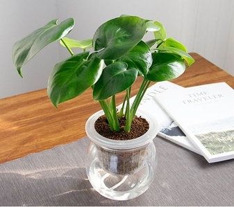 巧妙运用海曙盆景出租设计，焕新空间魅力